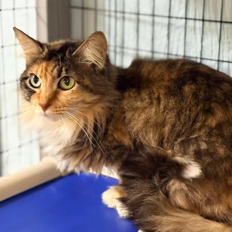A senior medium-sized female Calico Domestic Long Hair cat named Squeakers for adoption in Clarksville, AR
