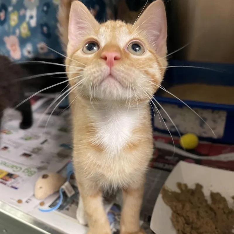A baby small-sized male Orange / Red Domestic Short Hair cat named Clyde for adoption in Clearwater, FL