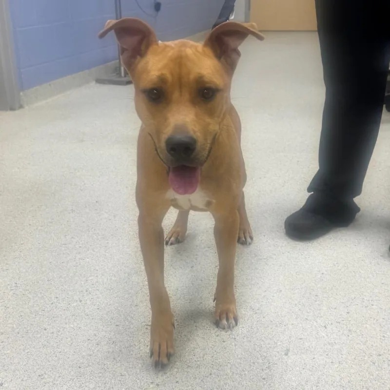 An adult medium-sized female Brown / Chocolate Mixed Breed dog named Patty Cake for adoption in Jacksonville, FL