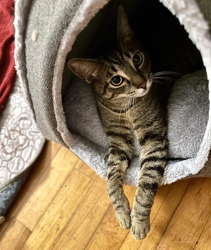 An adult medium-sized male Tabby (Tiger Striped) Domestic Short Hair cat named Meowlody for adoption in Silverton, OR