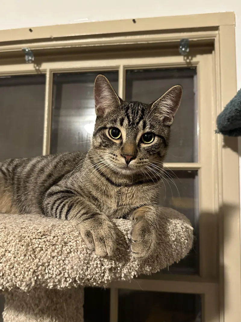 Meowlody thumbnail 3