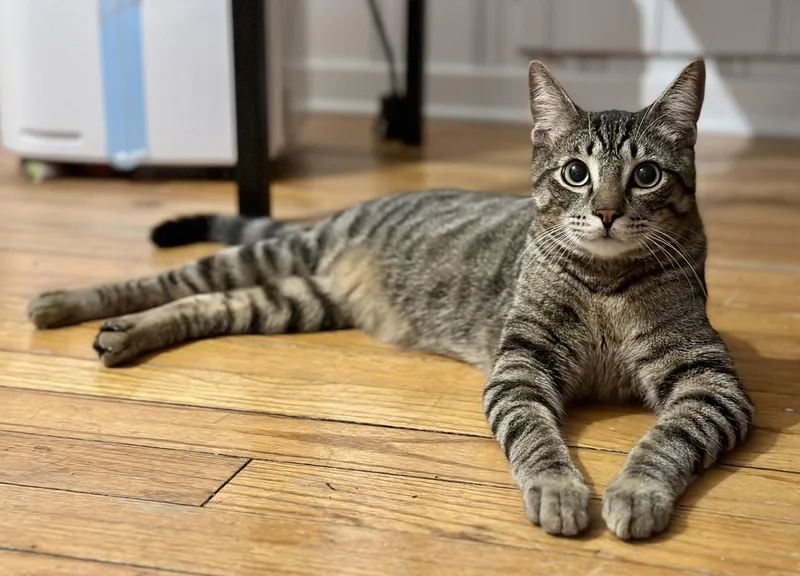 Meowlody thumbnail 4