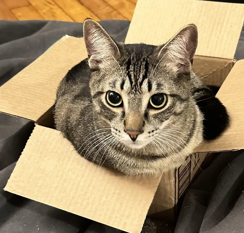 Meowlody thumbnail 5