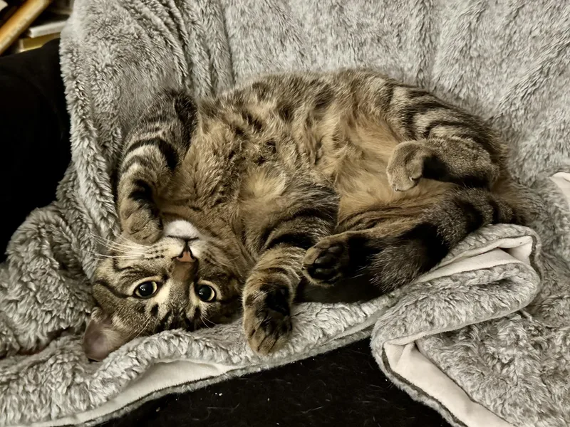 Meowlody thumbnail 6