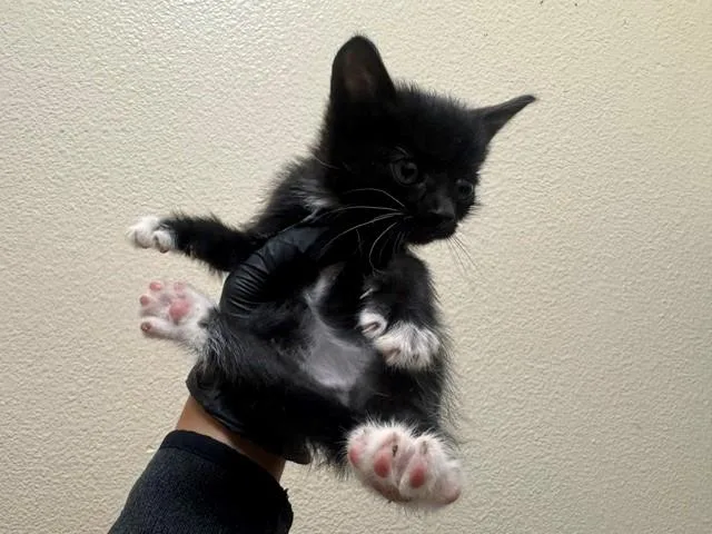 A baby small-sized female Domestic Short Hair cat named Lamine for adoption in Fairfield, CA