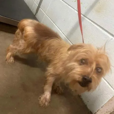 A senior small-sized male Yellow / Tan / Blond / Fawn Terrier dog named Chucky for adoption in Beaumont, TX