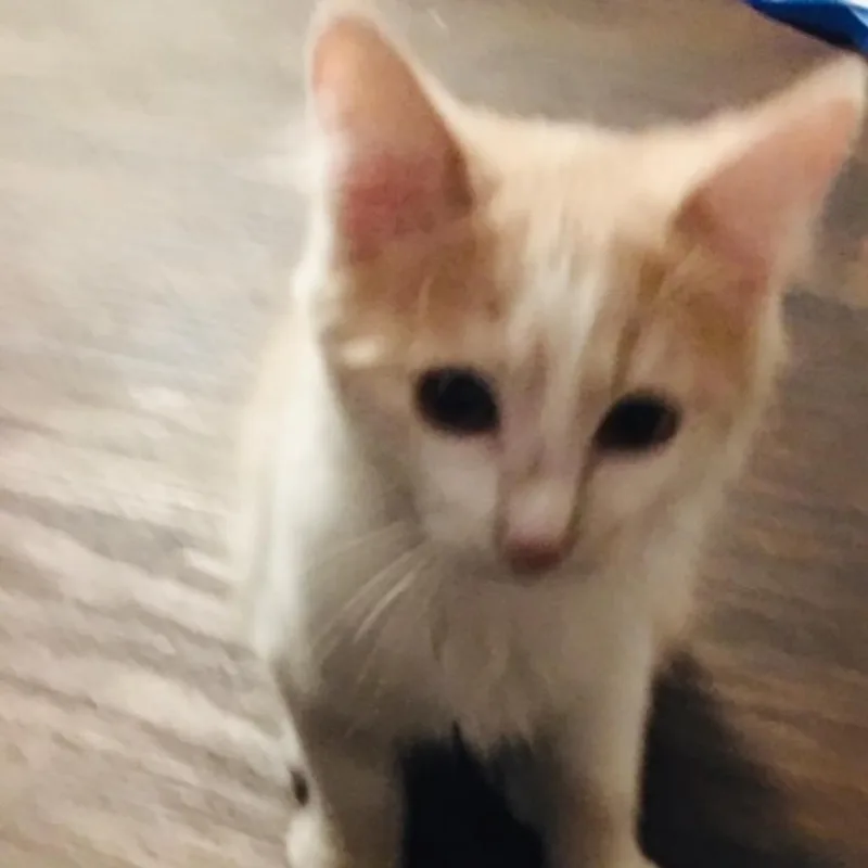 An adult large-sized male Orange / Red Domestic Short Hair cat named Arlo for adoption in Las Vegas, NV