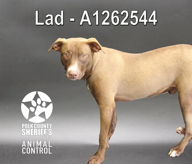 An adult small-sized male Labrador Retriever dog named Lad for adoption in Winter Haven, FL
