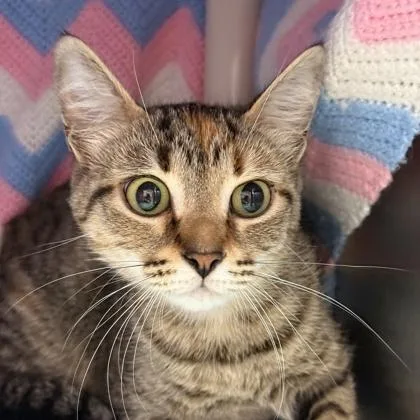 An adult small-sized female Tabby (Brown / Chocolate) Domestic Short Hair cat named Elora for adoption in Lansing, MI