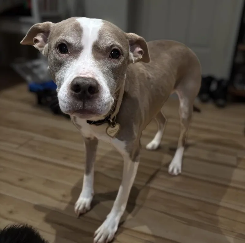 Melody Harmony thumbnail 2