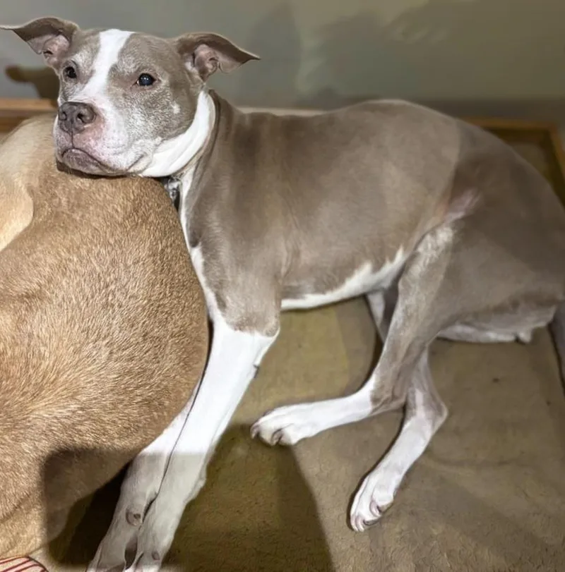 Melody Harmony thumbnail 4