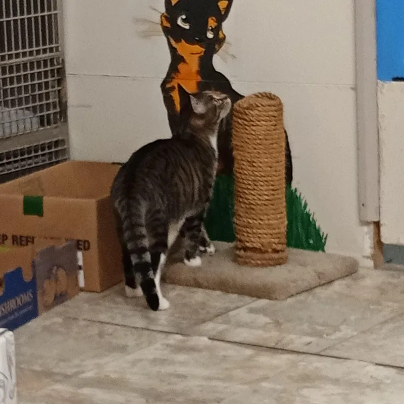 An adult medium-sized female Domestic Short Hair cat named Zoey for adoption in Chehalis, WA