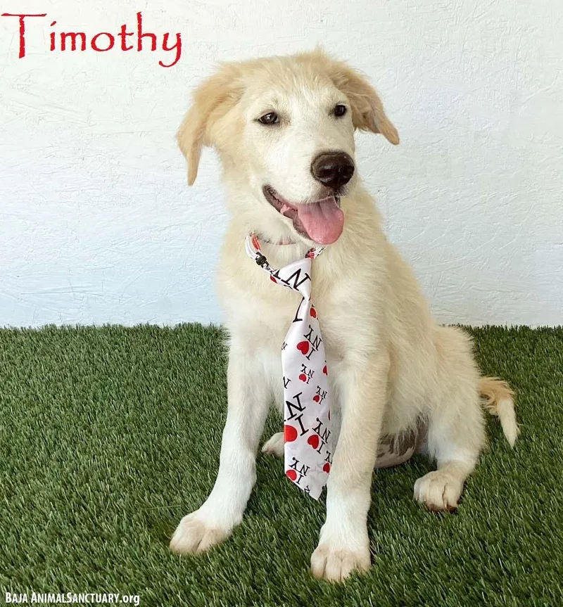 Timothy thumbnail 4