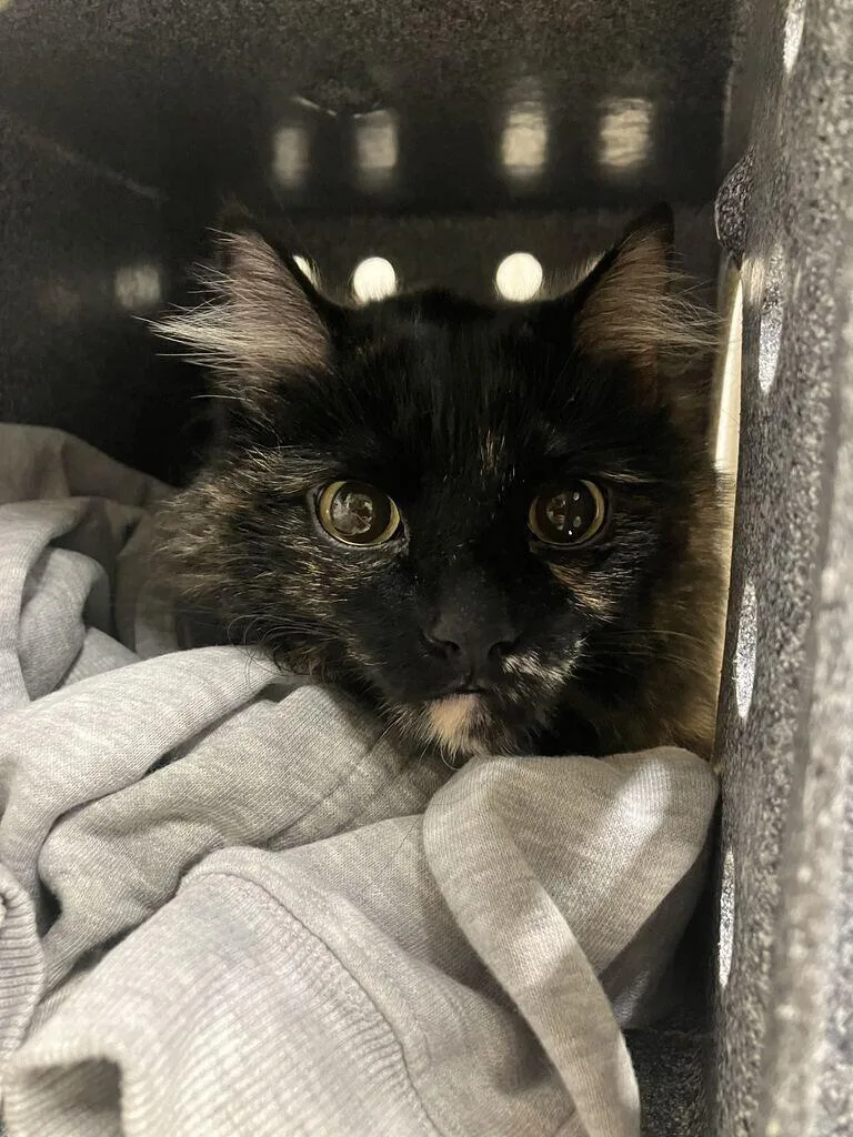 An adult small-sized female Tortoiseshell cat named Current for adoption in Fruit Heights, UT