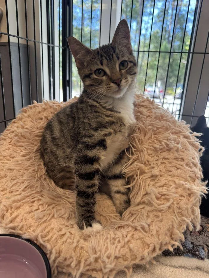 A young small-sized female Domestic Short Hair cat named Swan for adoption in Hilton Head Island, SC