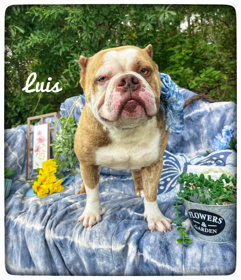 An adult small-sized male American Bully dog named Luis for adoption in Sebring, FL