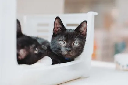 A young small-sized male Domestic Short Hair cat named A Gelbin for adoption in North Charleston, SC