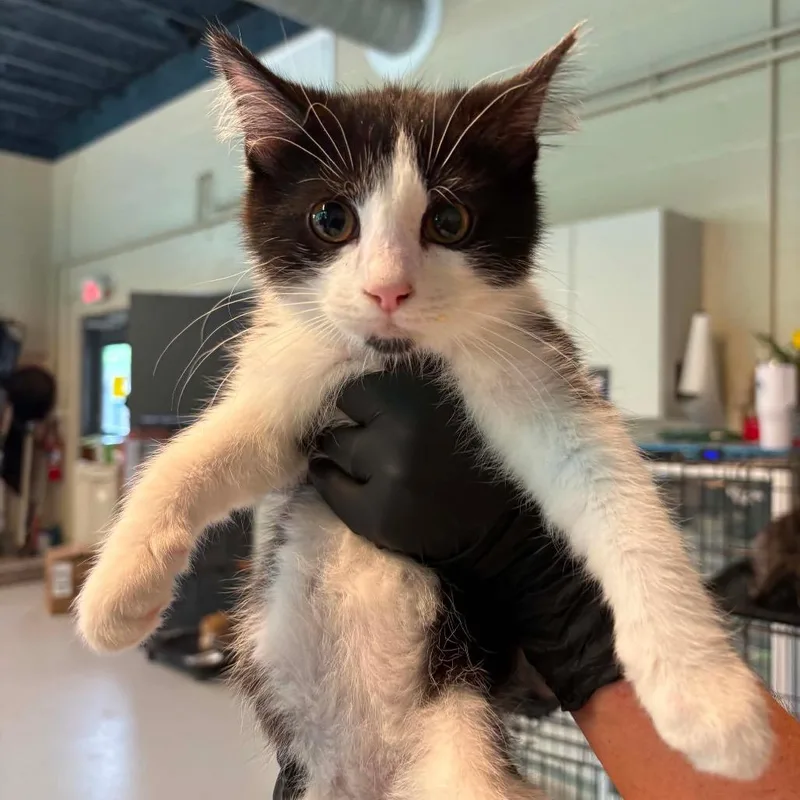 A baby small-sized male Black Domestic Short Hair cat named Woody for adoption in Huntington, WV