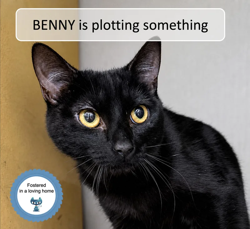 A baby medium-sized male Black Domestic Short Hair cat named Benny for adoption in Cincinnati, OH
