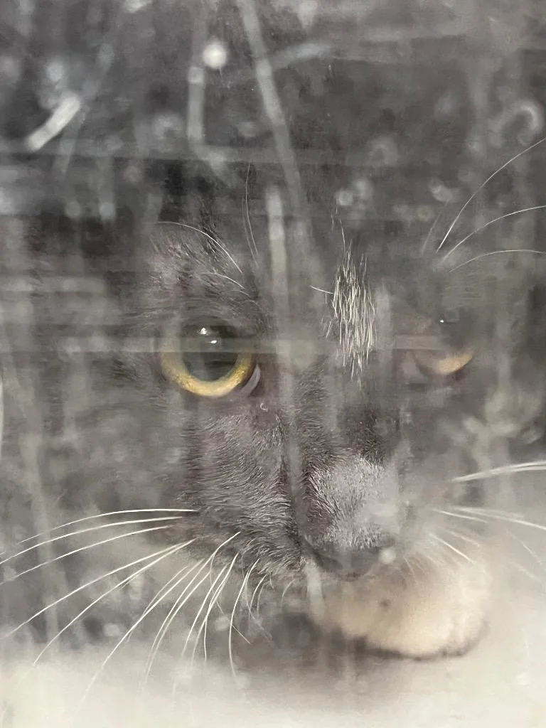 A young medium-sized male Domestic Short Hair cat named Boots for adoption in Benton, AR
