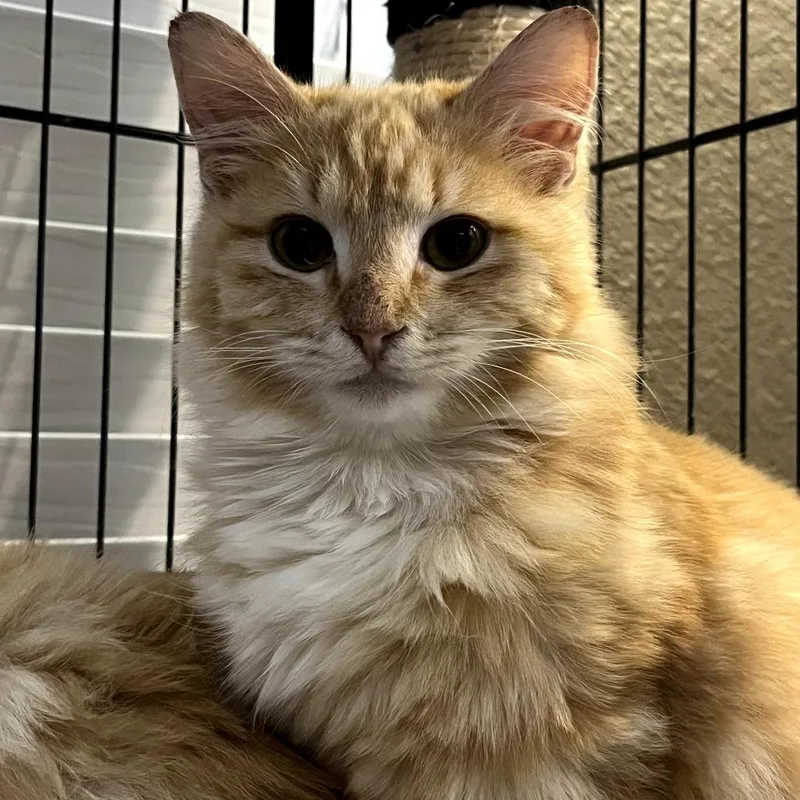 A baby small-sized male Orange / Red Domestic Medium Hair cat named Ross for adoption in Fort Worth, TX