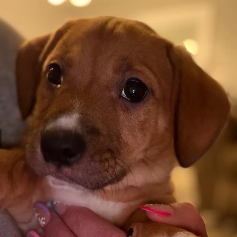 A baby small-sized female Red / Chestnut / Orange Hound dog named Eevee  Pink for adoption in Greenfield, IN
