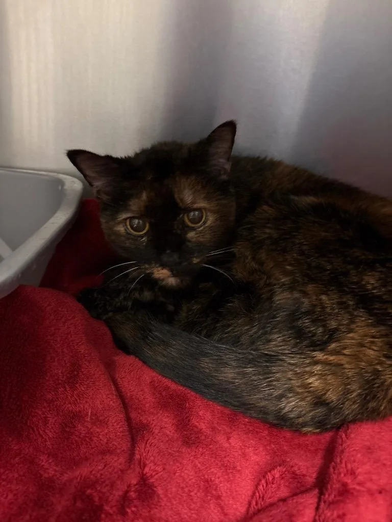 A senior large-sized female Domestic Short Hair cat named Mabel for adoption in Ocala, FL