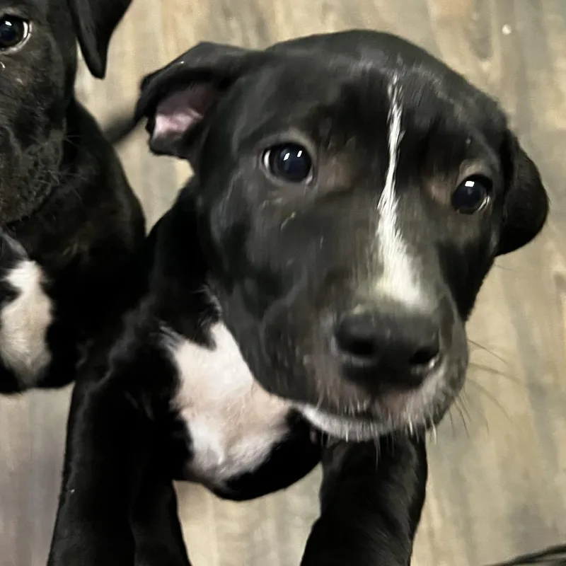 A baby small-sized female Black Pit Bull Terrier dog named Cimmie for adoption in Harrisville, WV