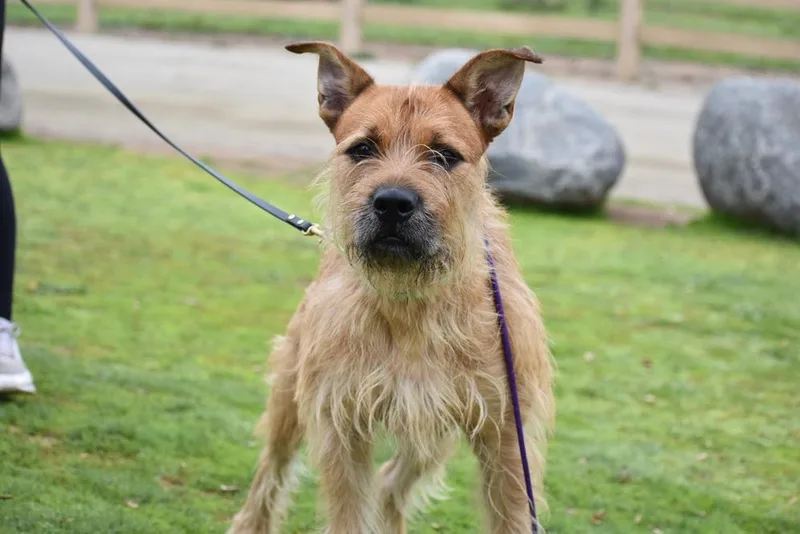 Prickly Pete thumbnail 2