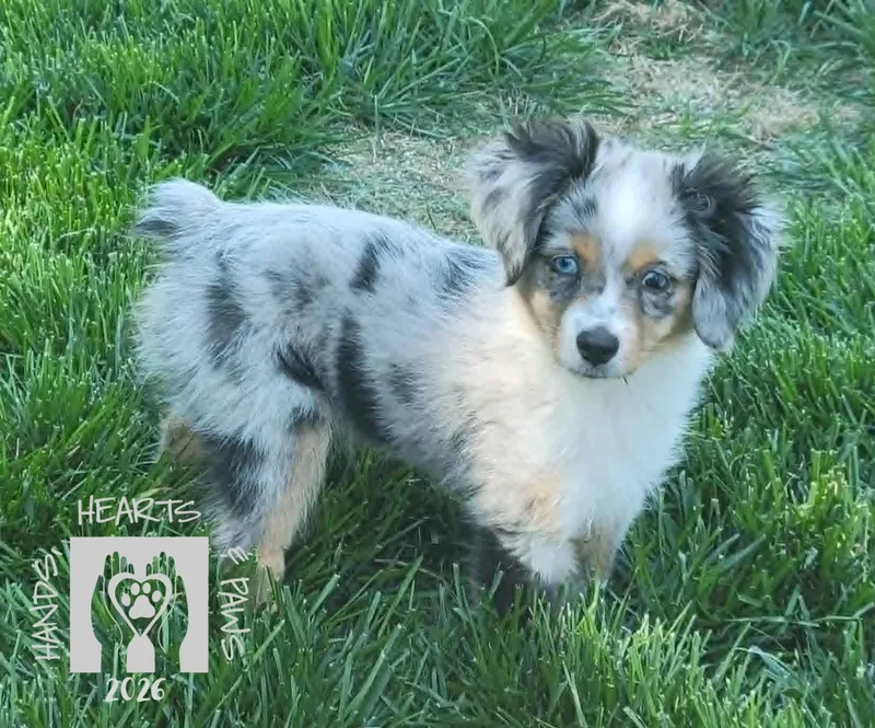 A baby small-sized female Merle (Blue) Australian Shepherd dog named Hopscotchmedical Hold for adoption in Omaha, NE