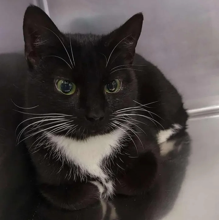 An adult medium-sized female Black & White / Tuxedo Domestic Long Hair cat named Octagon for adoption in Winthrop, ME