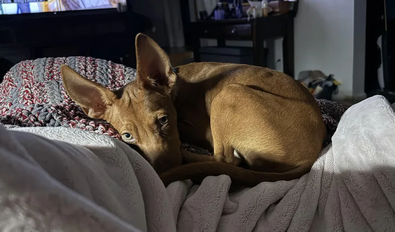 A young medium-sized female Pharaoh Hound dog named Maggie for adoption in Winter, WI