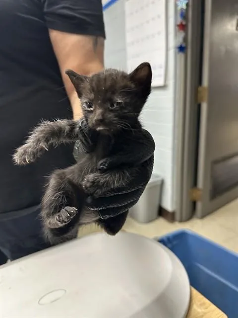 A baby small-sized female Domestic Short Hair cat named Jessica for adoption in Stockton, CA