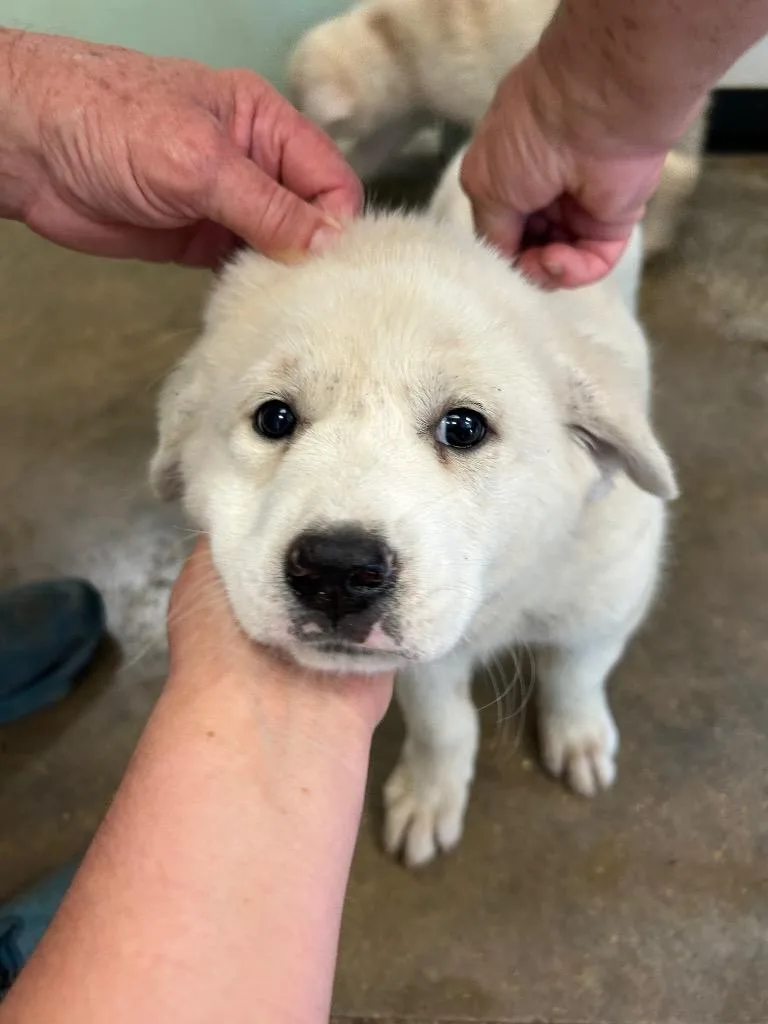 A baby small-sized male Great Pyrenees dog named Bob for adoption in Lockhart, TX