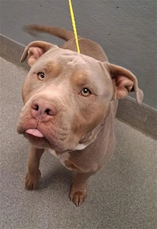 A young large-sized male Pit Bull Terrier dog named Herbie for adoption in Las Vegas, NV