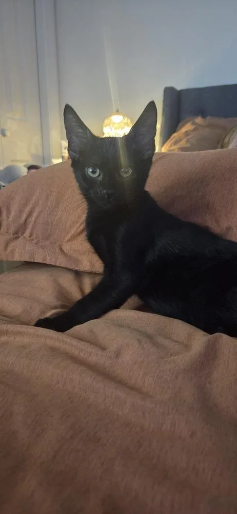A baby small-sized male Domestic Short Hair cat named Redwood for adoption in Duxbury, MA