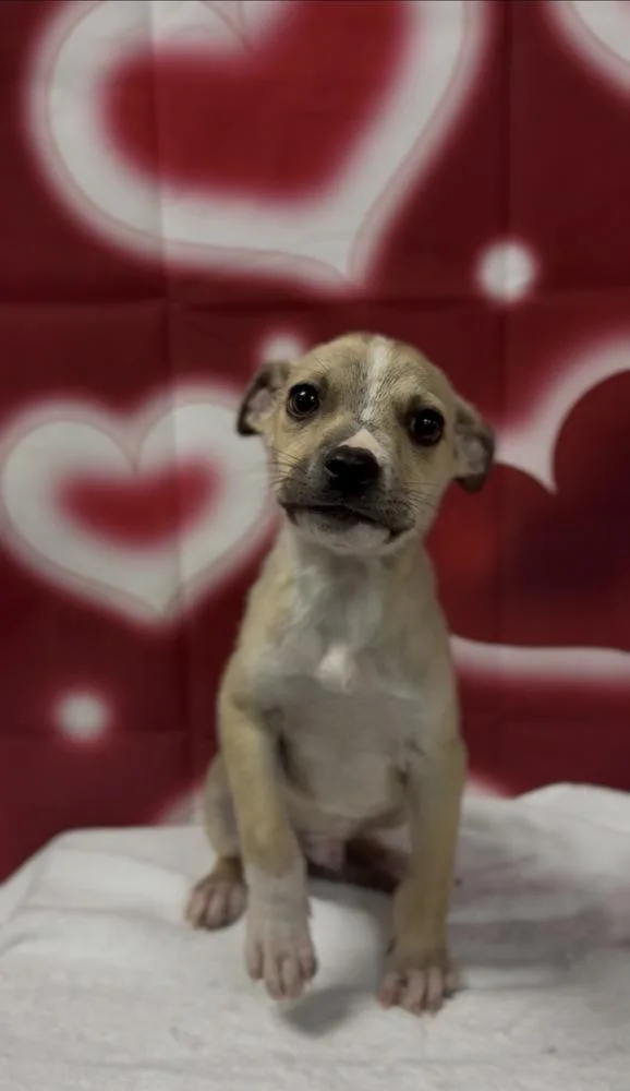 A baby medium-sized male Chihuahua dog named Arby for adoption in ventura, CA