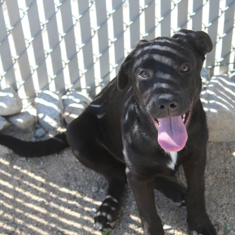 A baby large-sized male Black Labrador Retriever dog named Hunter for adoption in Yucca Valley, CA