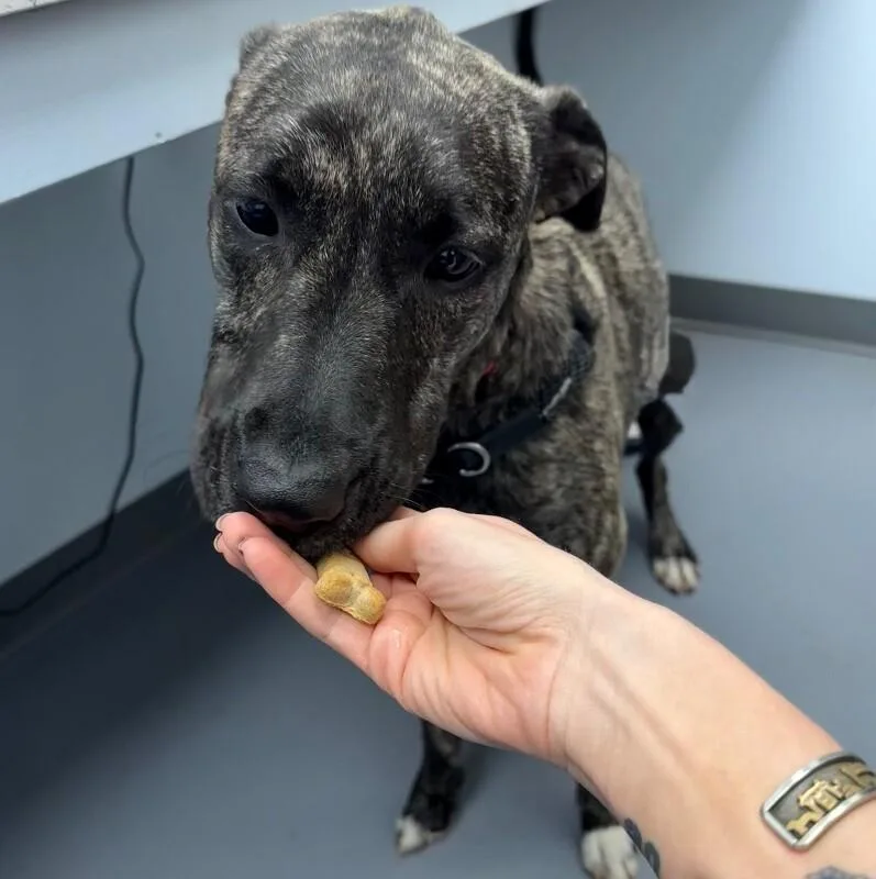 An adult large-sized female Mixed Breed dog named Sofi for adoption in Roanoke, VA