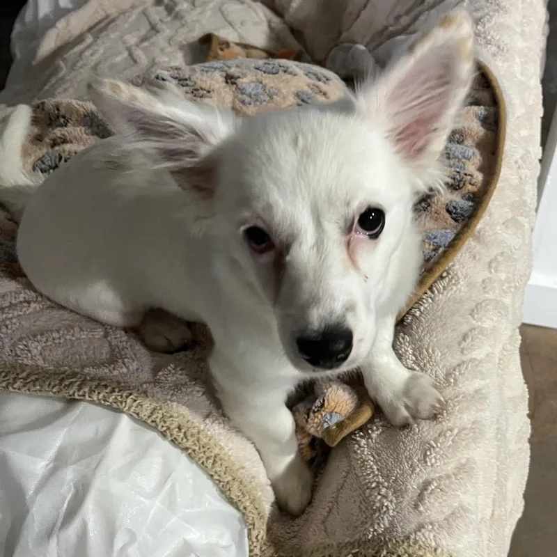 Nova