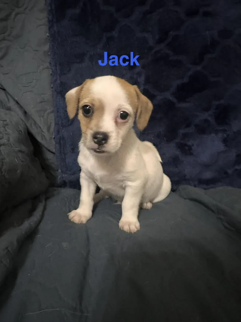 A young medium-sized male Jack Russell Terrier dog named Jacks for adoption in Ball Ground, GA