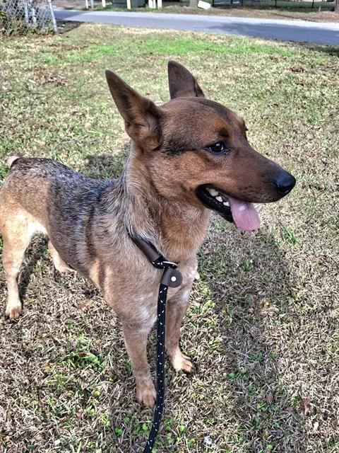 An adult medium-sized male Mixed Breed dog named Ace for adoption in Jacksonville, FL