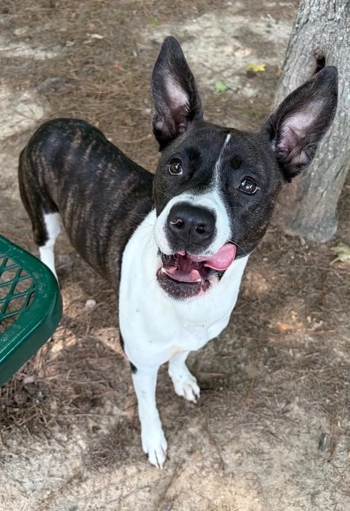 A young medium-sized female Shepherd dog named Patcha for adoption in Little Rock, AR