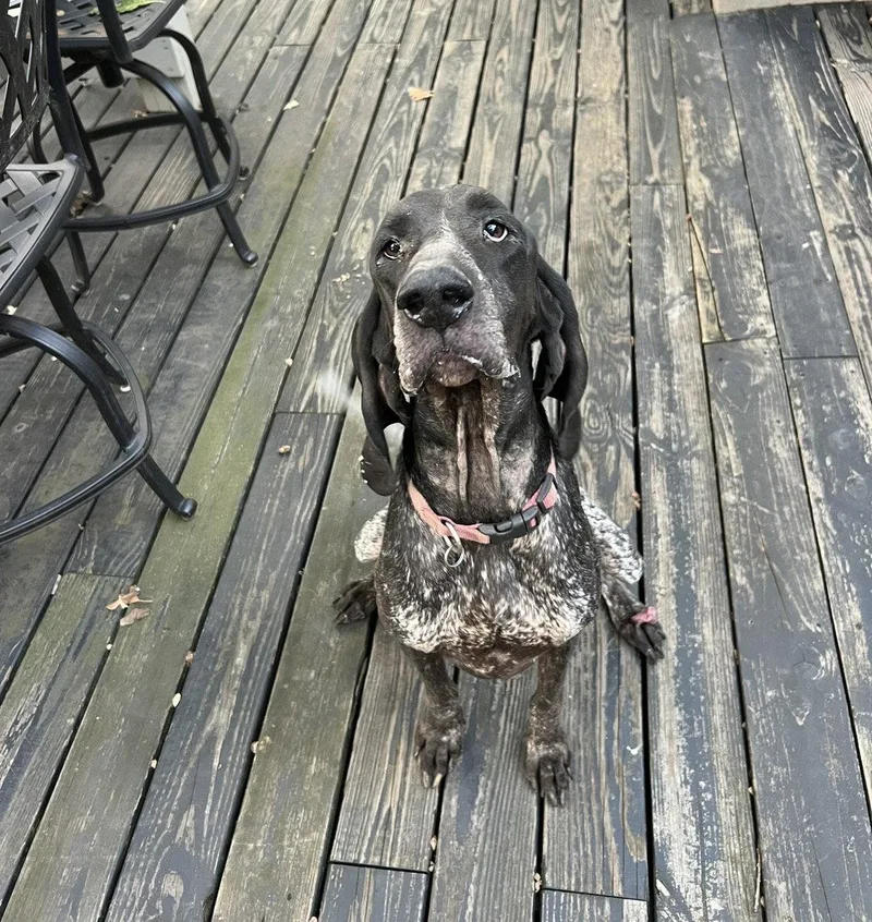 An adult large-sized female Bluetick Coonhound dog named Blair for adoption in Crystal, MN