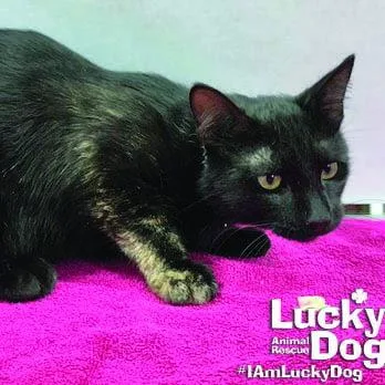 A young medium-sized male Domestic Short Hair cat named Ernie for adoption in Washington, DC