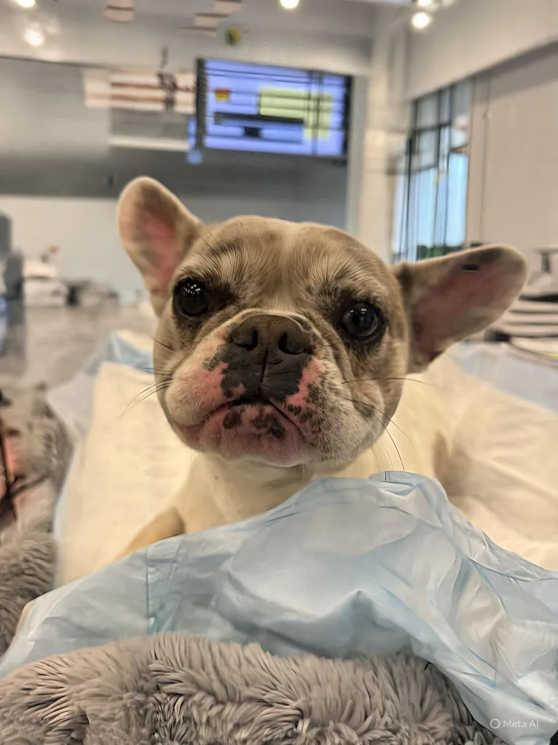 A young small-sized female Yellow / Tan / Blond / Fawn French Bulldog dog named Orchid for adoption in Austin, TX