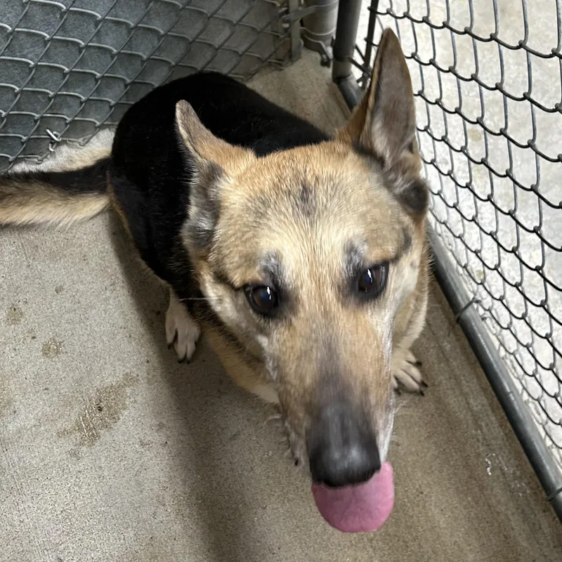 Lady Tango thumbnail 5