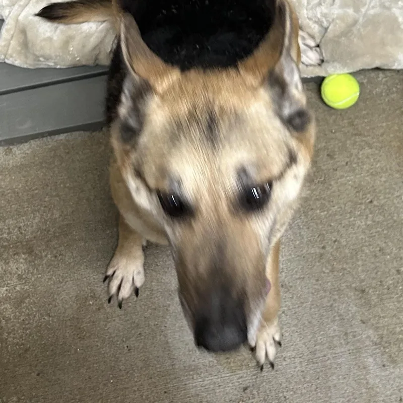 Lady Tango thumbnail 6