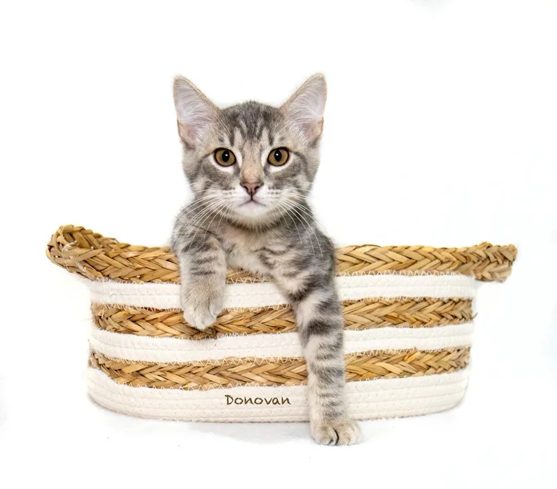 A baby small-sized male Domestic Short Hair cat named Donovan for adoption in Hot Springs Village, AR