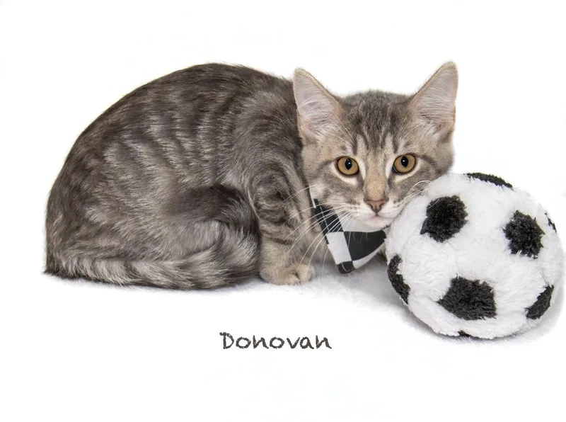 Donovan thumbnail 2